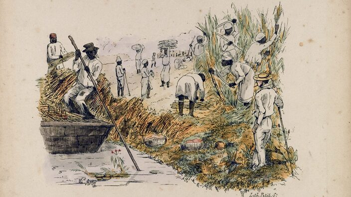 Illustration of labourers working on a Surinamese sugar plantation around 1850.